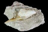 Otodus Shark Tooth Fossil in Rock - Eocene #111039-1
